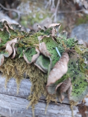 Peltigera aphthosa
