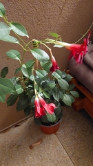 Mandevilla sanderi
