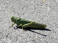 Schistocerca shoshone