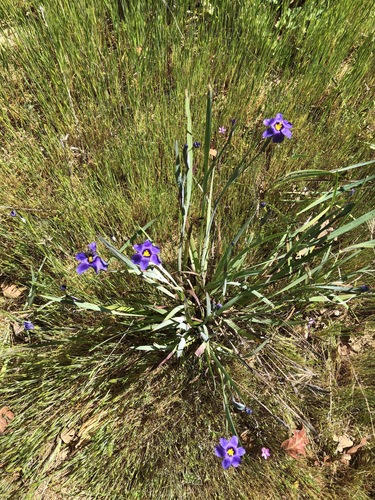 iNaturalist observation photo of western blue-eyed grass
