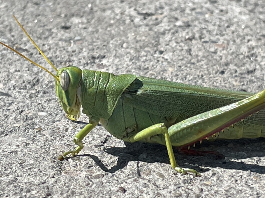 Green Bird Grasshopper