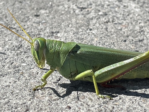 Green Bird Grasshopper