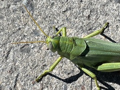 Schistocerca shoshone