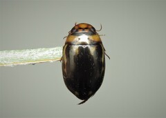 Platambus maculatus