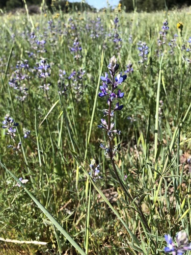 iNaturalist observation photo of Miniature Lupine
