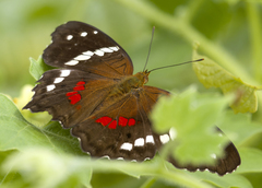 Anartia fatima colima