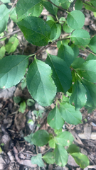 Celastrus orbiculatus