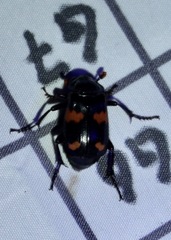 Nicrophorus orbicollis