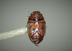 Platambus maculatus