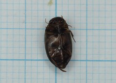 Platambus maculatus