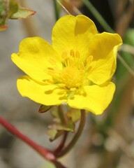 Potentilla reptans