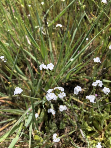 iNaturalist observation photo of Rusty Popcornflower