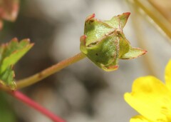 Potentilla reptans