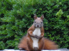Sciurus vulgaris