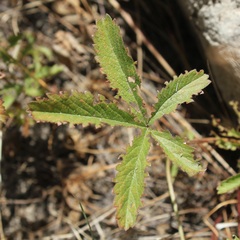Potentilla reptans