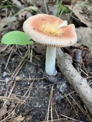 Russula paludosa