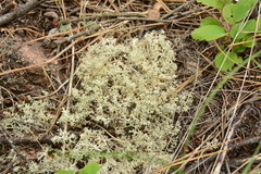 Cladonia arbuscula