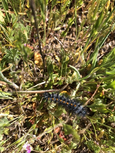 iNaturalist observation photo of Euphydryas