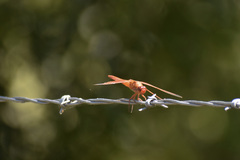 Libellula saturata