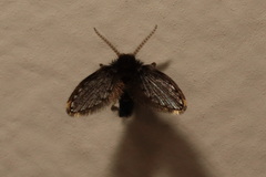 Atrichobrunettia