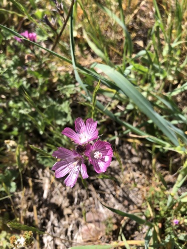 iNaturalist observation photo of checkerbloom
