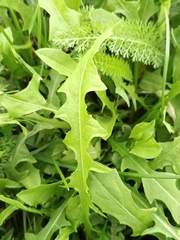 Crepis biennis