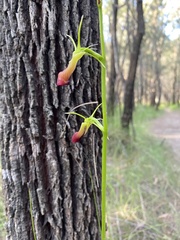 Cryptostylis subulata
