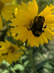 Bombus sonorus