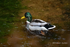 Anas platyrhynchos