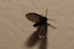 Atrichobrunettia