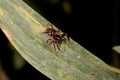 Battalus wallum