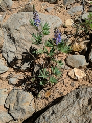 Lupinus