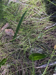 Cryptostylis subulata