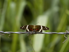 Anartia fatima colima