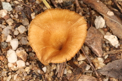 Crepidotus subfulviceps