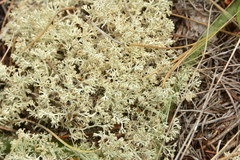 Cladonia arbuscula