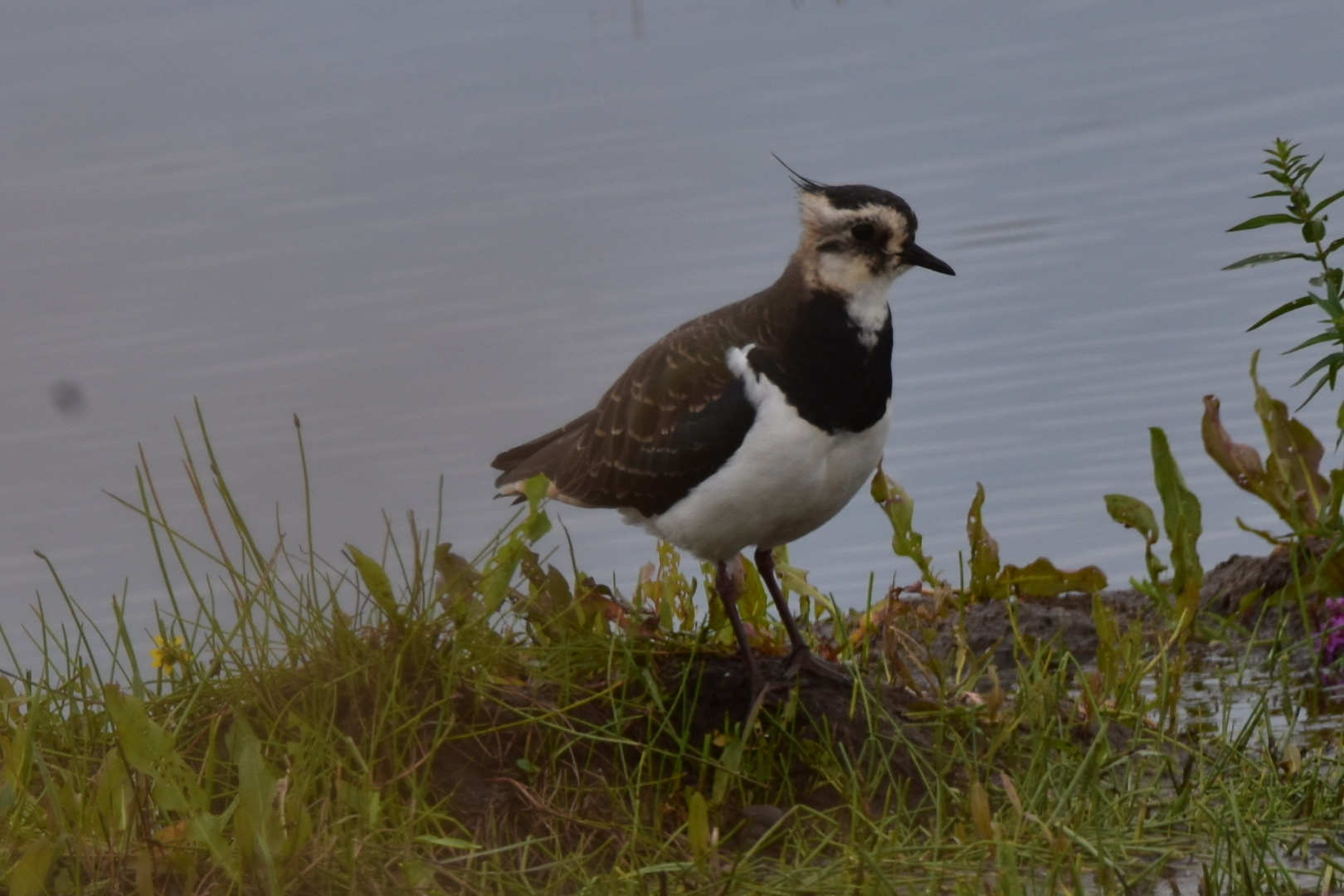 Northern Lapwing