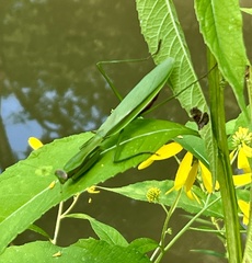Tenodera sinensis