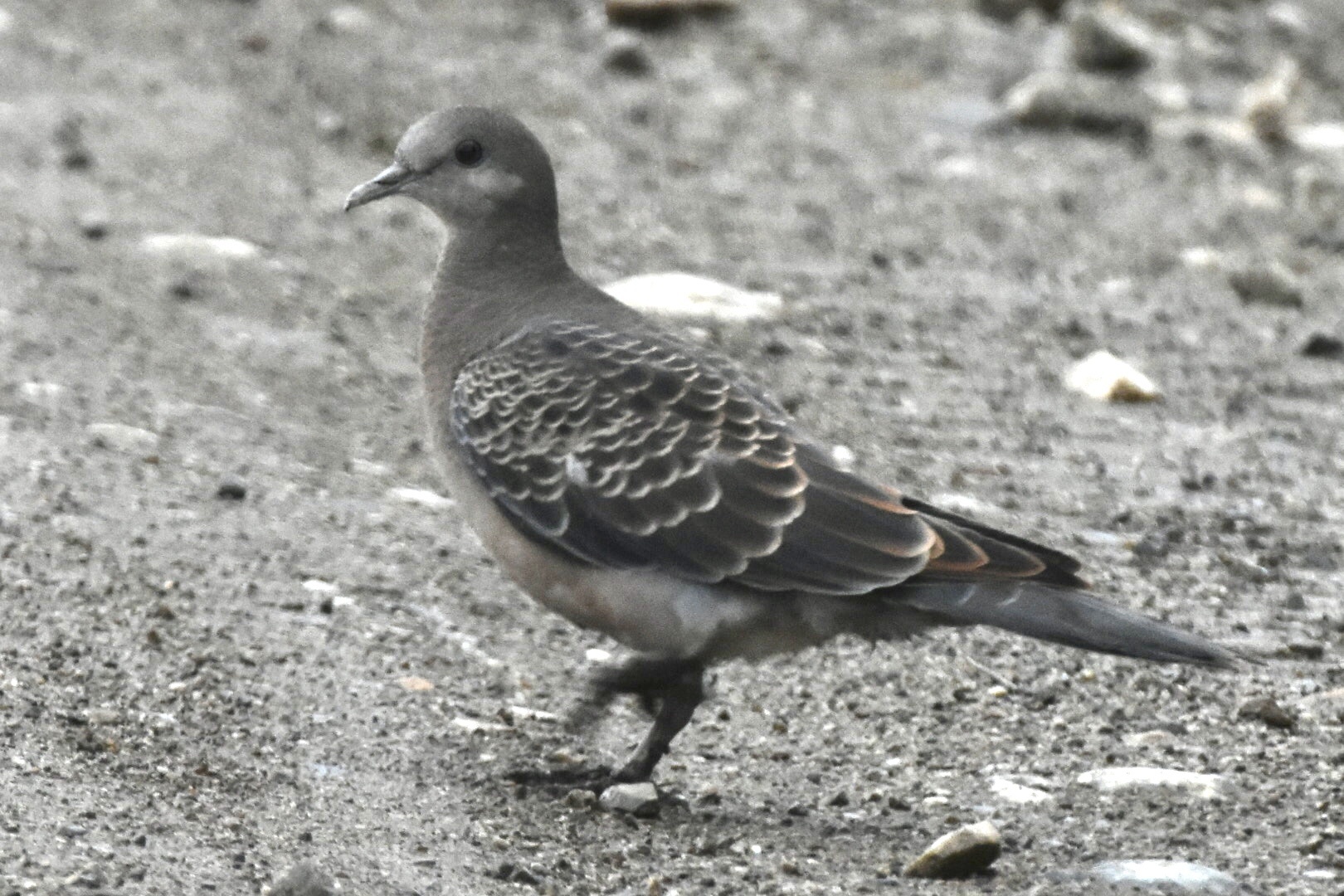 Oriental Turtle Dove