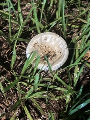 Chlorophyllum