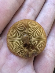 Tricholomopsis decora