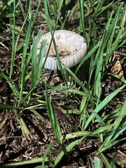 Chlorophyllum