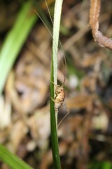 Macropathinae