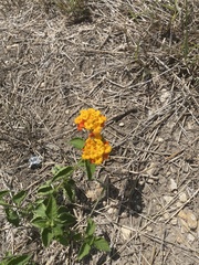 Verbenaceae