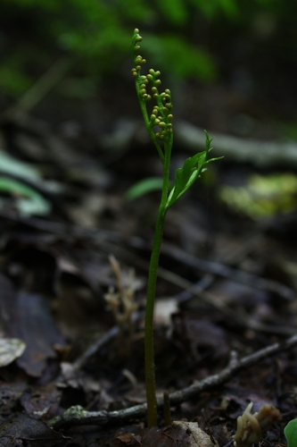 Botrychium angustisegmentum (Botrychium angustisegmentum)