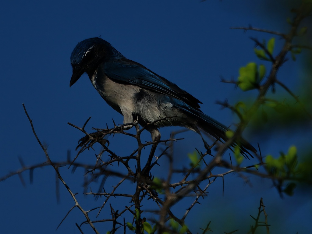 Western Scrub-jay