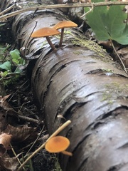 Tricholomopsis decora