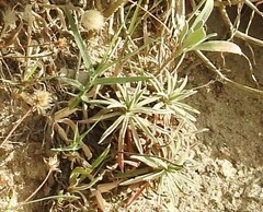 Armeria maritima