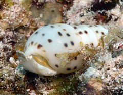 Longchaeus acus