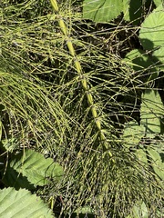 Equisetum telmateia